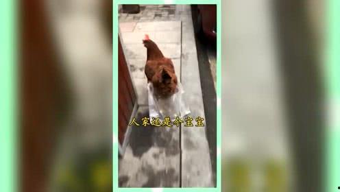 吃瓜群众娱乐版下载,下载背后的精彩故事